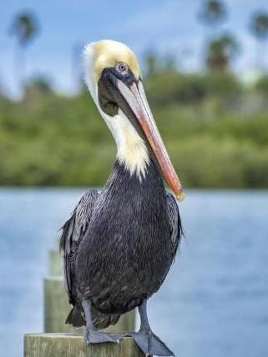 Pelican | Diamond Painting