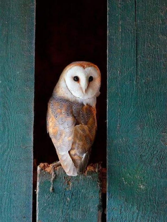 Barn Owl | Diamond Painting