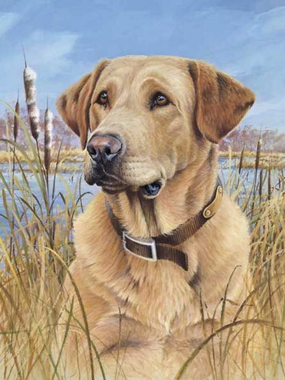 Yellow Labrador Dog | Diamond Painting