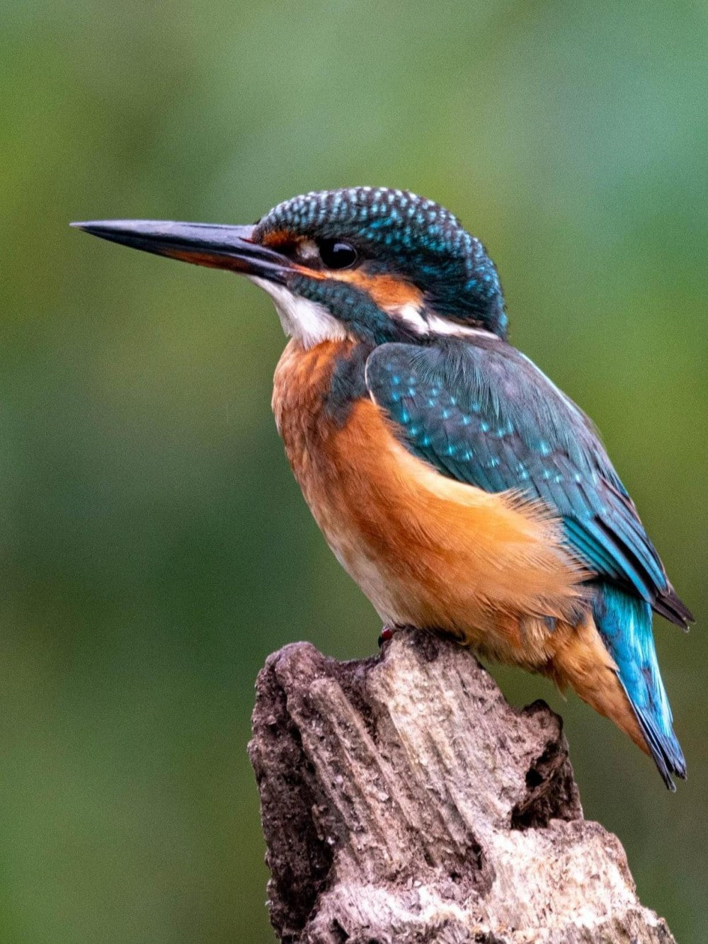 Kingfisher | Diamond Painting