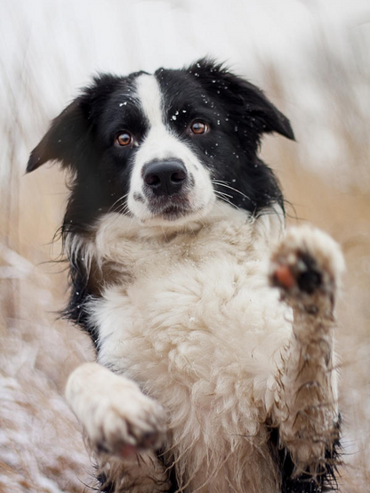 Dog Border Collie | Diamond Painting