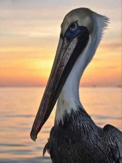 Pelican | Diamond Painting