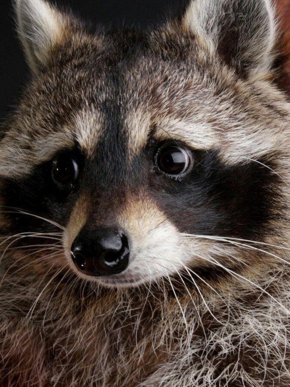 Raccoon | Diamond Painting