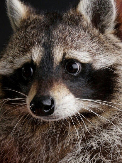 Raccoon | Diamond Painting