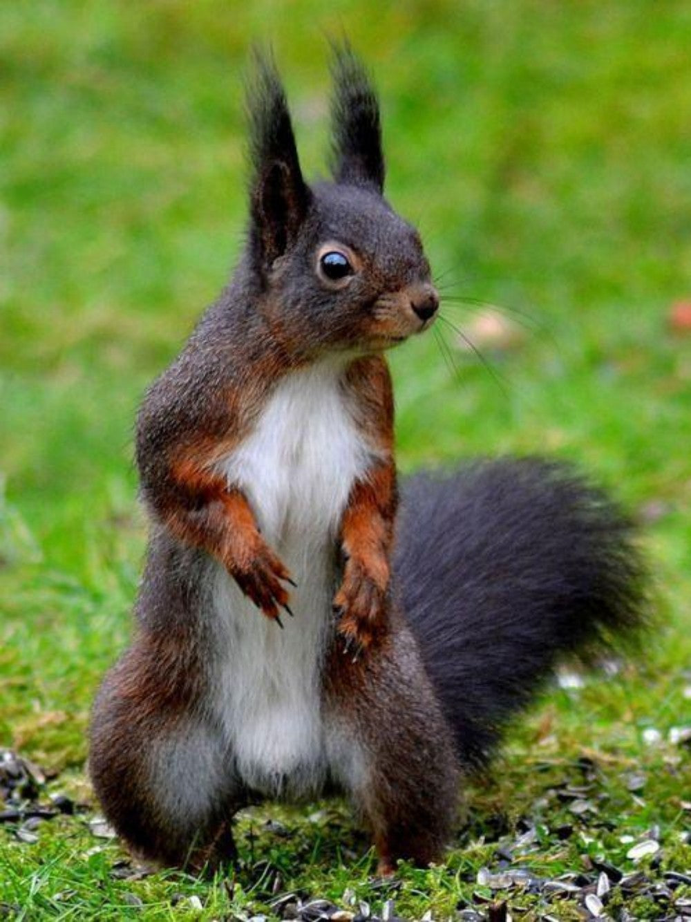 Squirrel | Diamond Painting