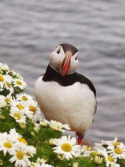 Puffin | Diamond Painting