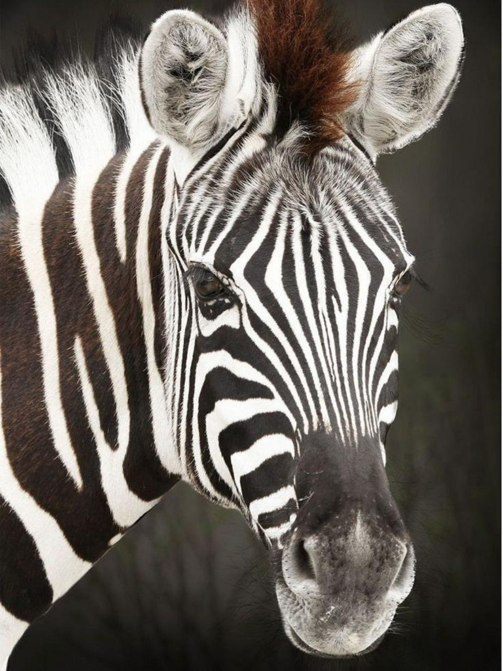 Zebra | Diamond Painting