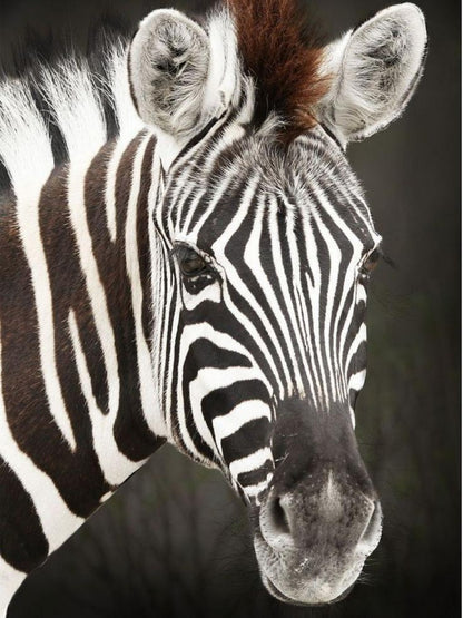 Zebra | Diamond Painting