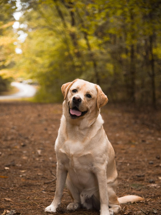 Yellow Labrador Dog | Diamond Painting