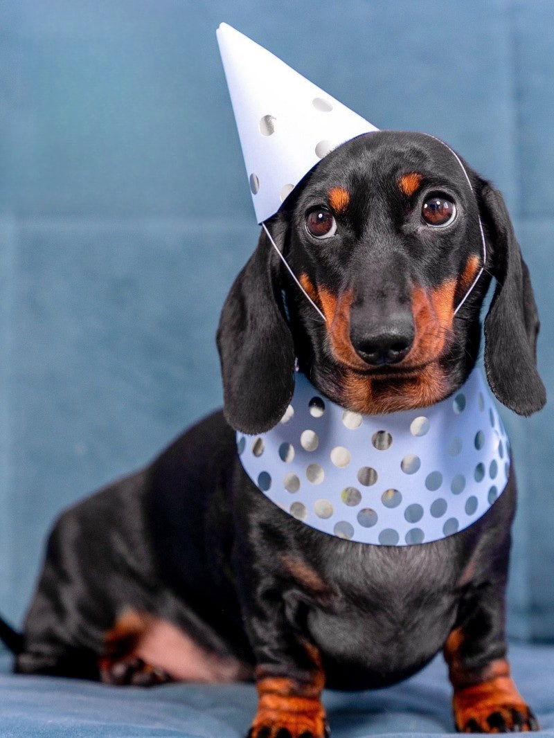 Dachshund Dog | Diamond Painting