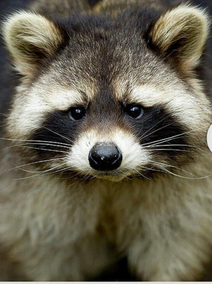 Raccoon | Diamond Painting