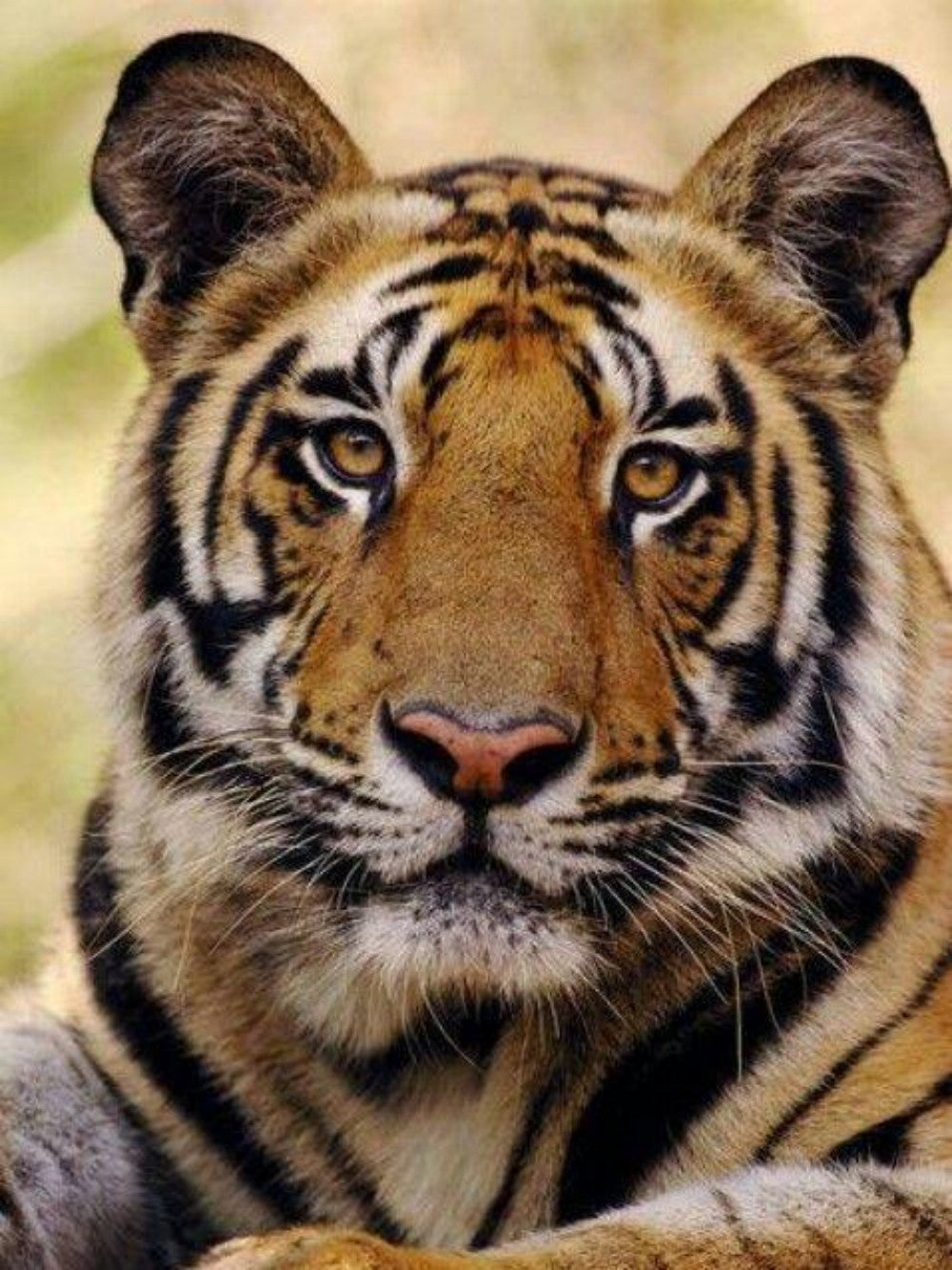 Bengal Tiger | Diamond Painting