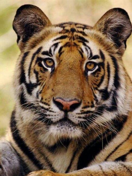 Bengal Tiger | Diamond Painting