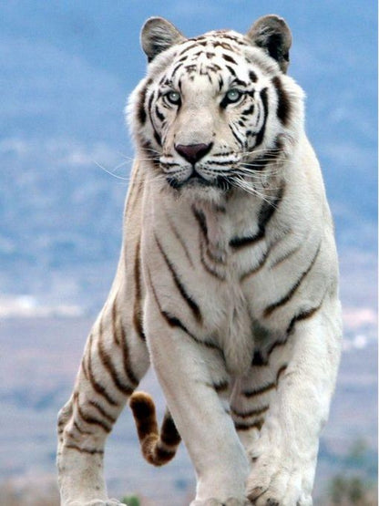 White Tiger | Diamond Painting