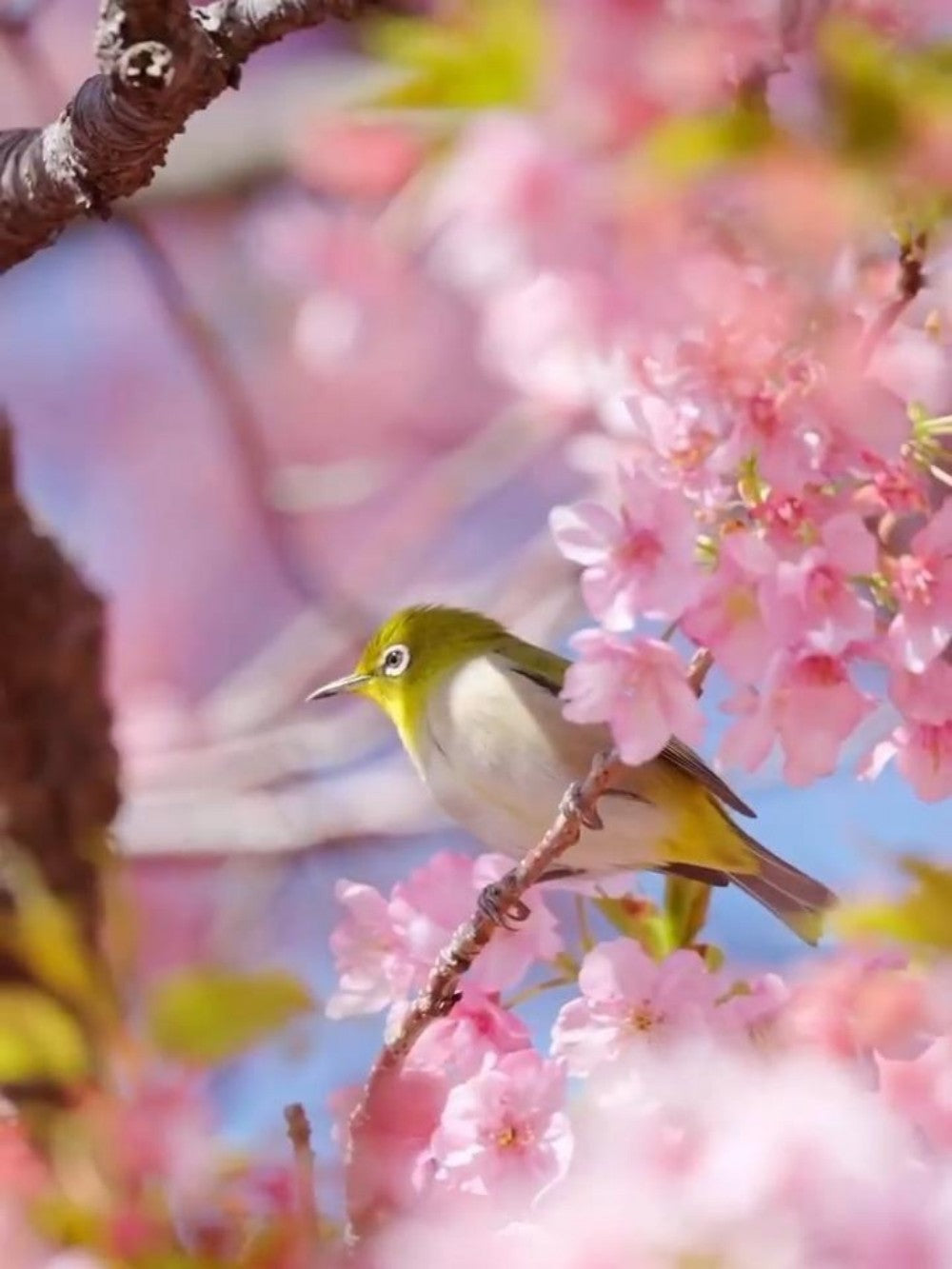 Birds and Flowers | Diamond Painting