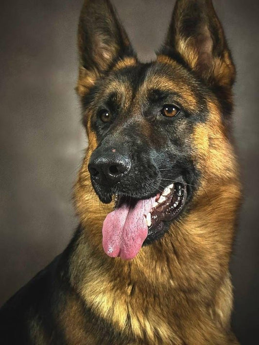 Dog German Shepherd | Diamond Painting