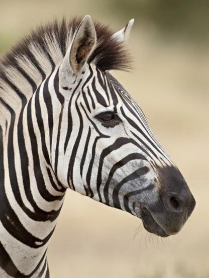 Zebra | Diamond Painting