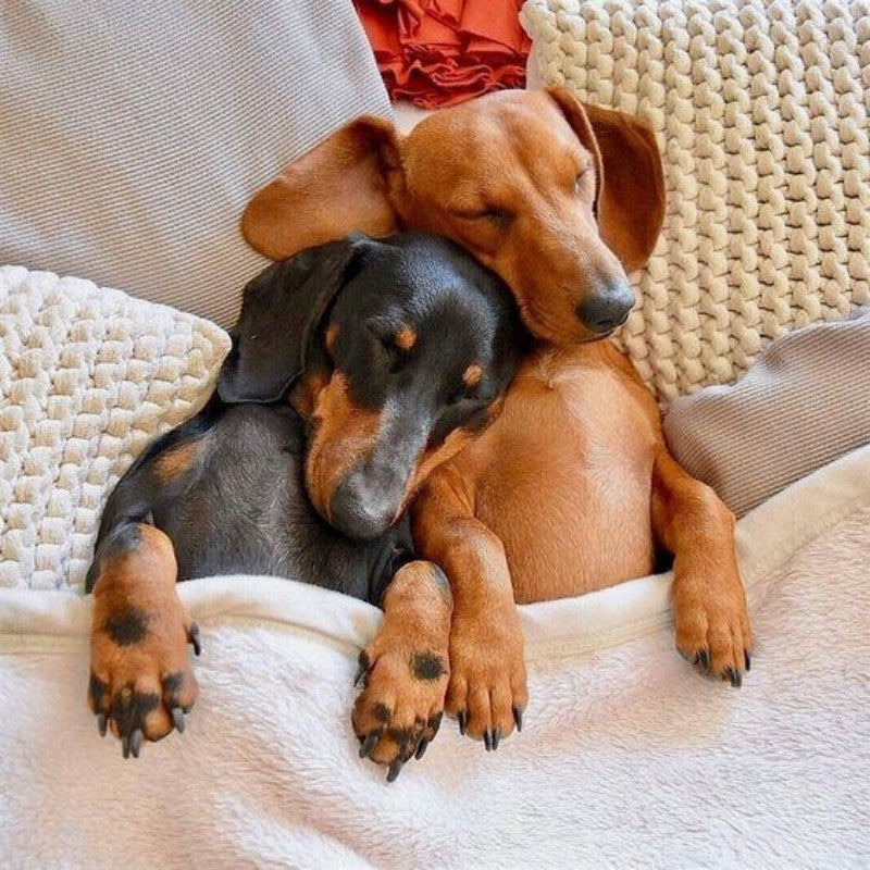 Dachshund Dog | Diamond Painting