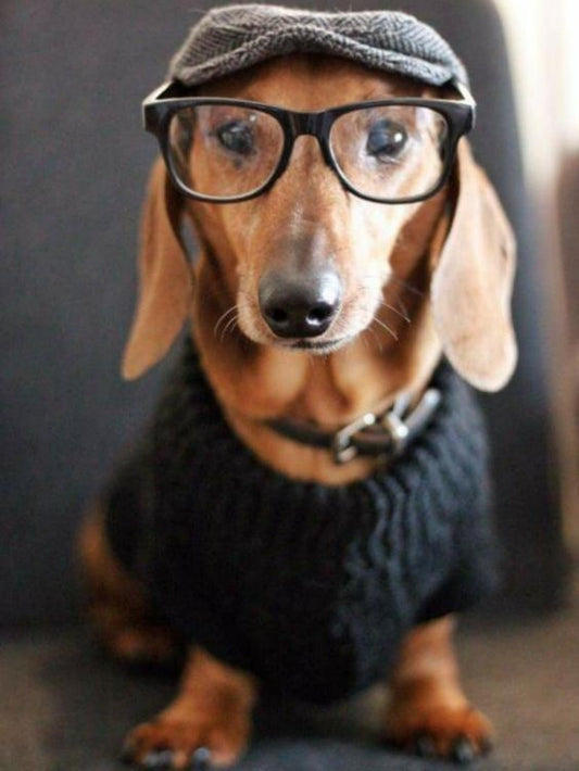 Dachshund Dog | Diamond Painting