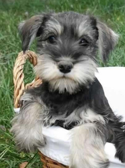 Dog Schnauzer | Diamond Painting