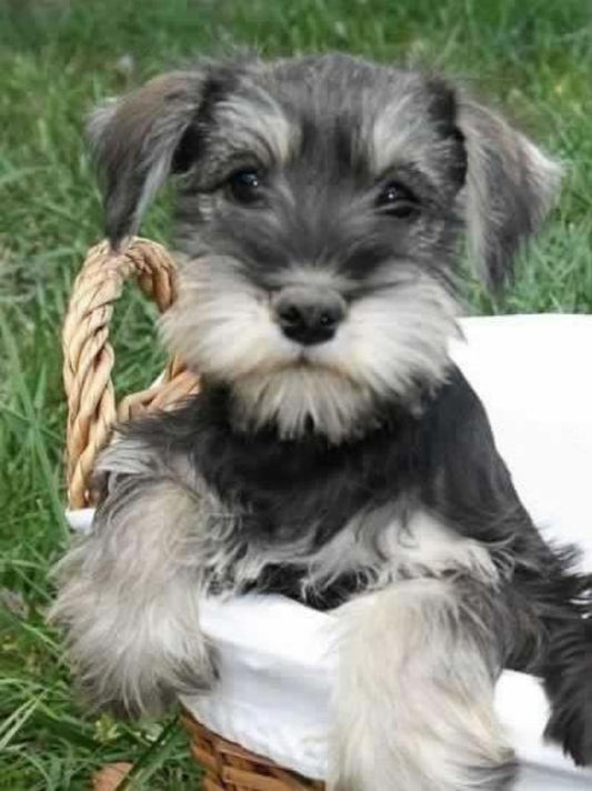 Dog Schnauzer | Diamond Painting