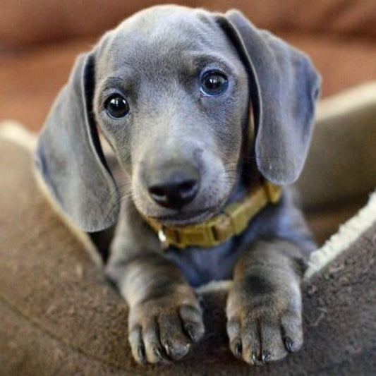 Dachshund Dog | Diamond Painting
