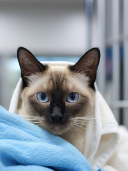 Siamese Cat | Diamond Painting