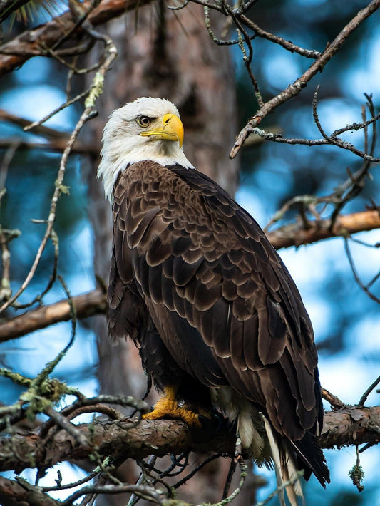 Eagle | Diamond Painting