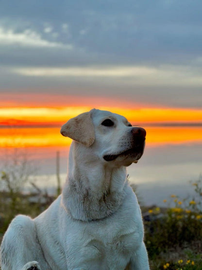Yellow Labrador Dog | Diamond Painting