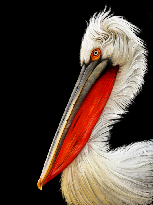 Pelican | Diamond Painting