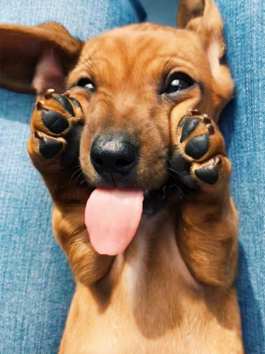 Dachshund Dog | Diamond Painting