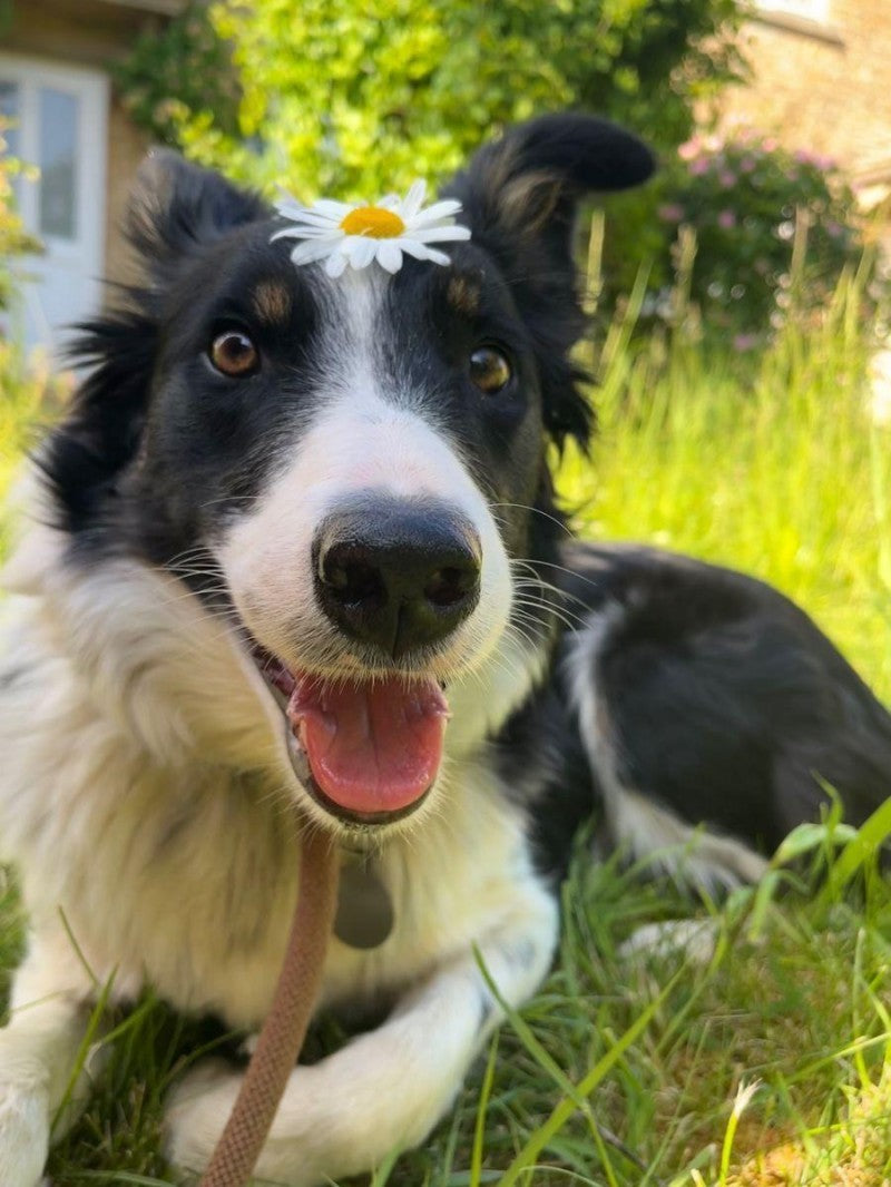Dog Border Collie | Diamond Painting