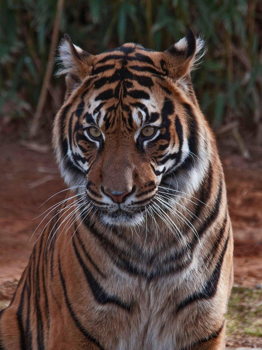 Bengal Tiger | Diamond Painting