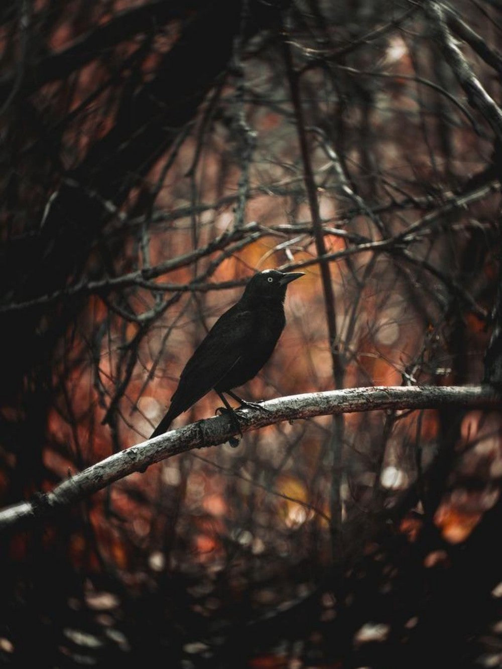 Crow | Diamond Painting