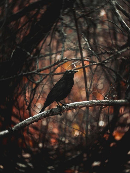 Crow | Diamond Painting