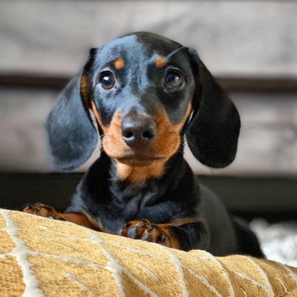Dachshund Dog | Diamond Painting