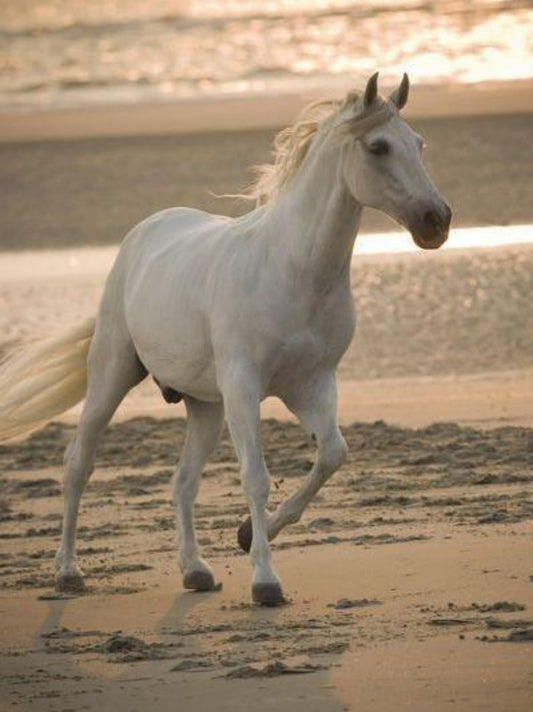 Horse | Diamond Painting