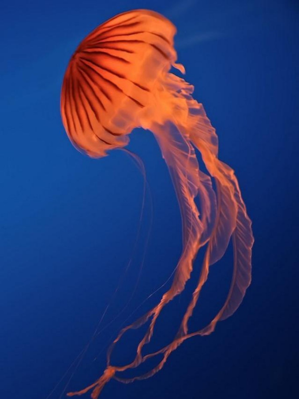 Jellyfish | Diamond Painting