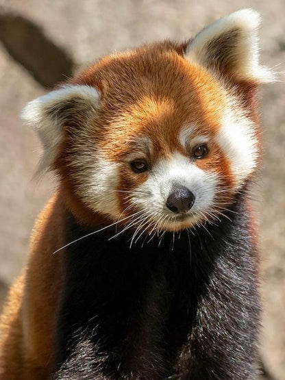 Red Panda | Diamond Painting