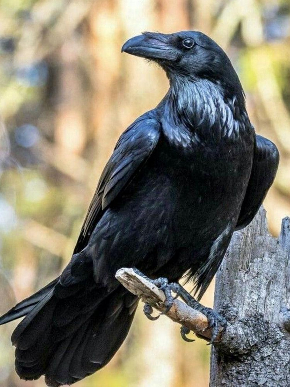 Crow | Diamond Painting
