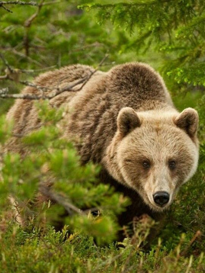 Brown Bear | Diamond Painting