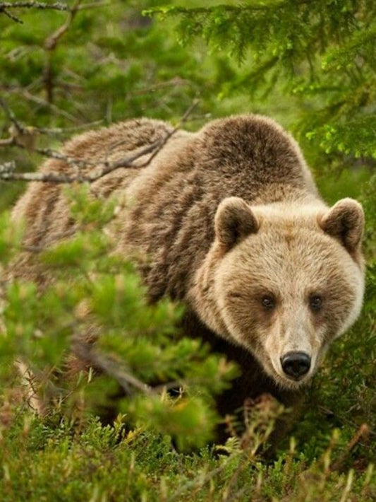 Brown Bear | Diamond Painting
