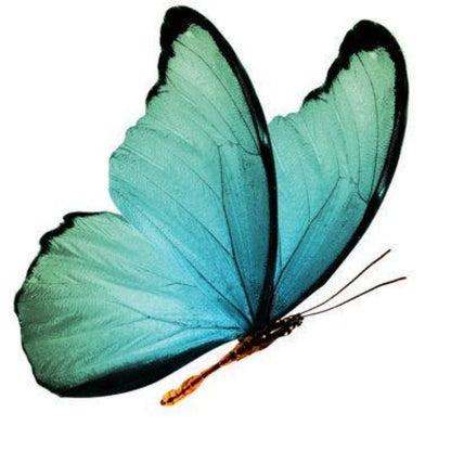 Butterfly | Diamond Painting