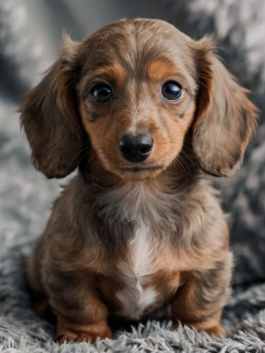 Dachshund Dog | Diamond Painting