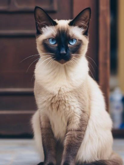 Siamese Cat | Diamond Painting