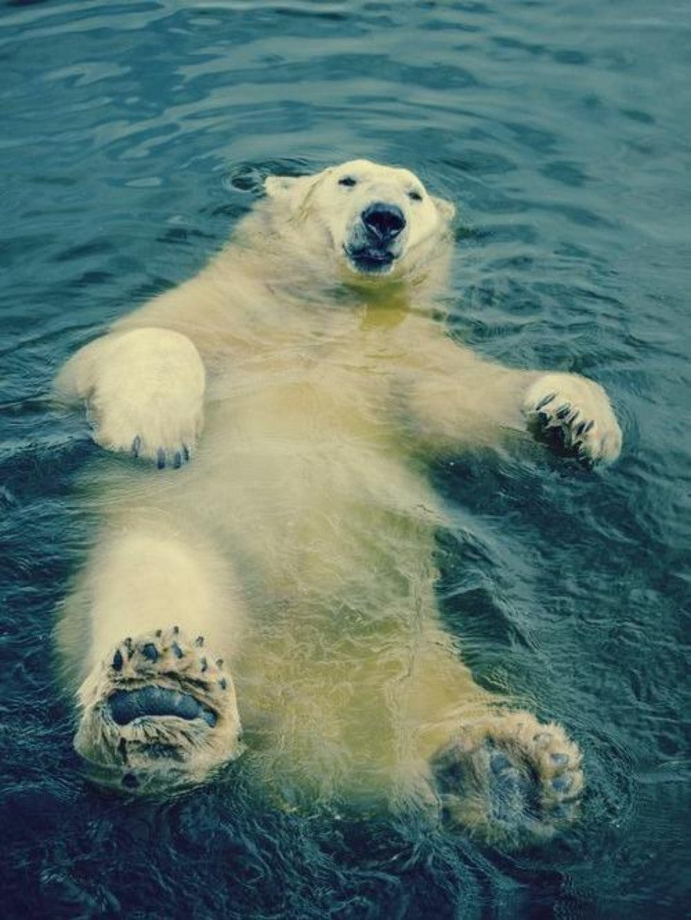 Polar Bear | Diamond Painting
