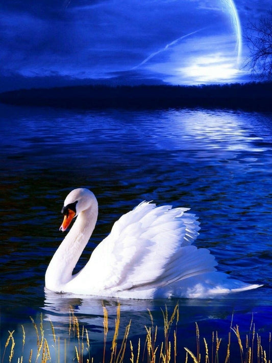 Swan | Diamond Painting