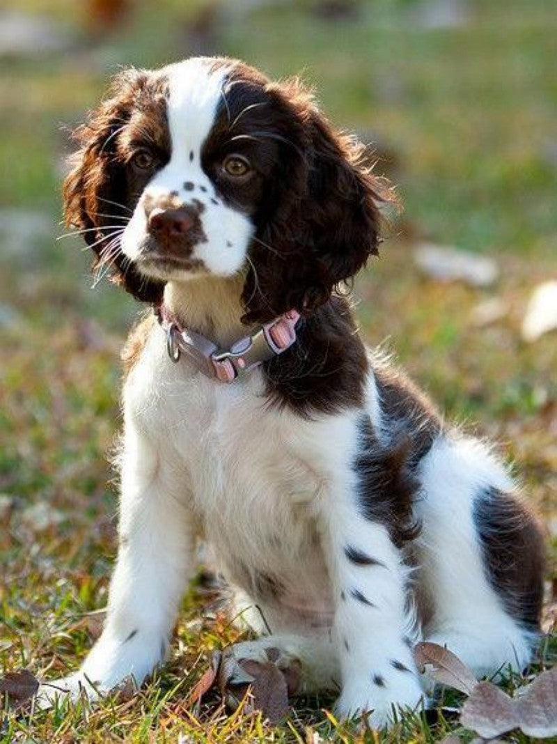 English Springer Spaniel Dog | Diamond Painting