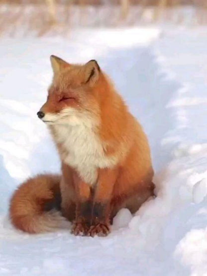 Fox | Diamond Painting