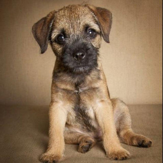 Dog Border Terrier | Diamond Painting